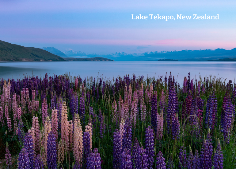 Lupin flowers in bloom at Lake Tekapo in New Zealand's South Island